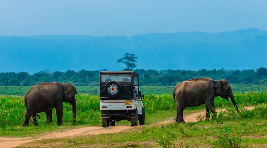 Udawalawa National Park