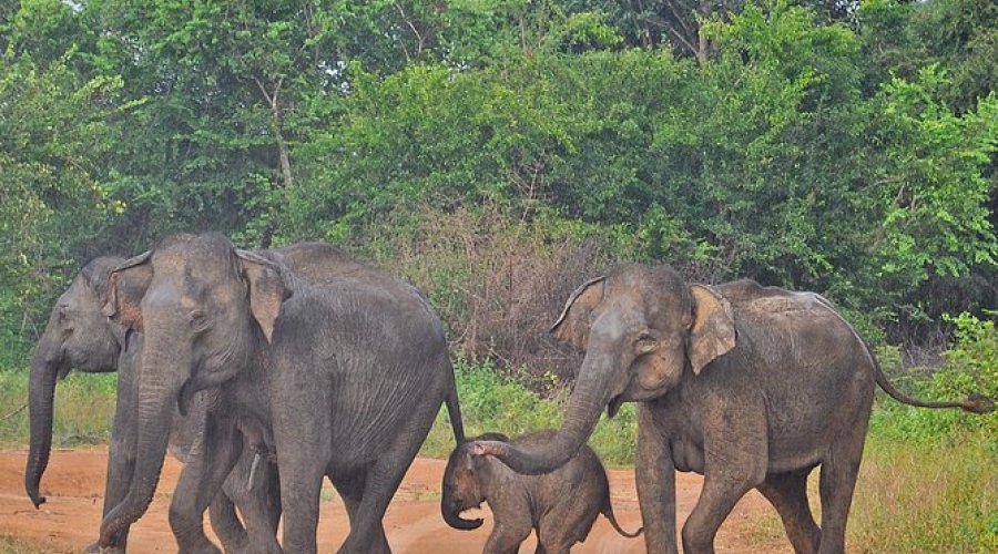 Udawalawa National Park