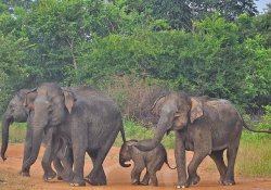 Udawalawa National Park