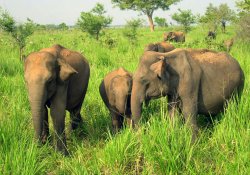 Udawalawa National Park