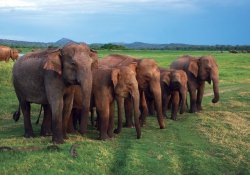 Udawalawa National Park