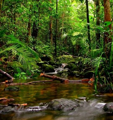 Sinharaja Rain  Forest