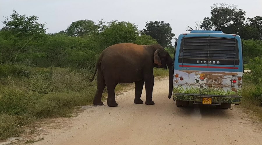 Ridiyagama Safari