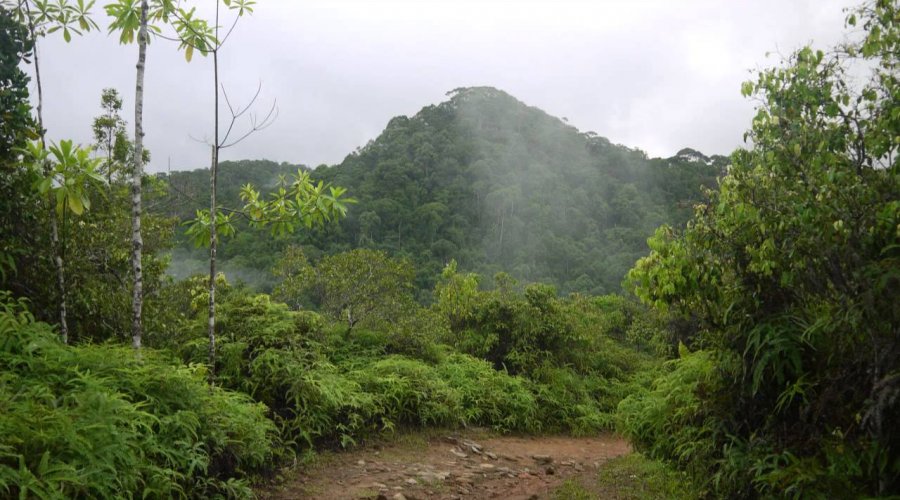 Sinharaja Forest