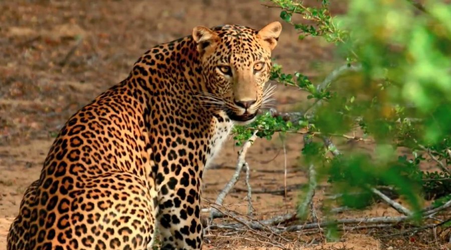 Yala National Park