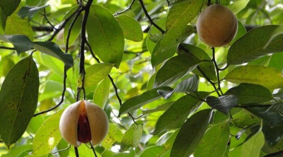 Herbal and spice garden