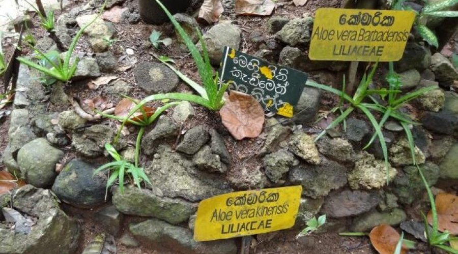 Herbal and spice garden