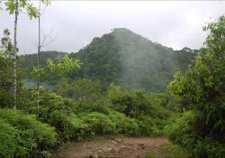 Sinharaja Forest
