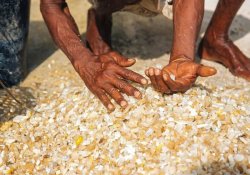 Moonstone Mine Meetiyagoda