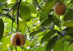 Herbal and spice garden