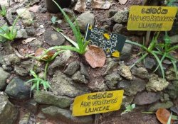 Herbal and spice garden