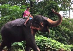  Elephant ride.